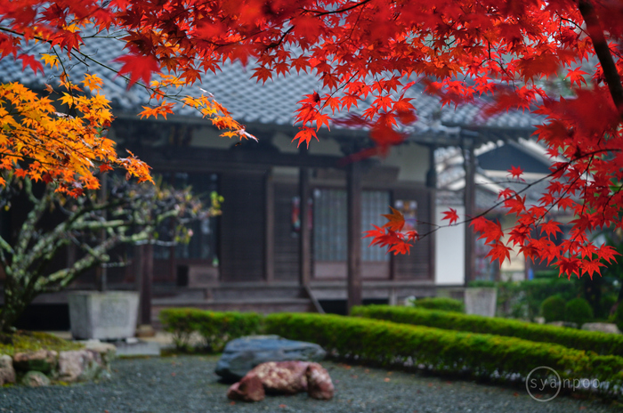 シグマ SIGMA 70-200mm F2.8 DG DN OS | Sports ／ 京都 亀岡